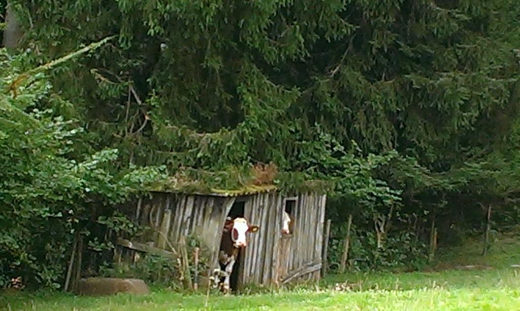 Martina Frey Ferienwohnungen Baiersbronn Exterior foto